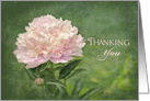 Thank You, Delicate Pink Peony Flower - Blank Card