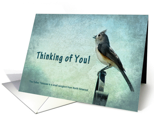 Thinking of You - Bird (Titmouse with blue/gray textures) card