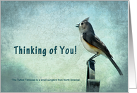 Thinking of You - Bird (Titmouse with blue/gray textures) card