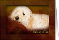THINKING OF YOU - GOLDEN DOODLE - TEXTURES - DOG card