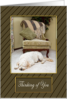 THINKING OF YOU - GOLDEN DOODLE - Home Setting - DOG card