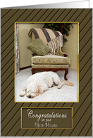 Congratulations - New Home - Interrior Room - Dog Sleeping card