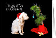Thinking of You this Christmas, Dog with his Little Christmas Tree card