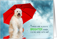 Miss You, Golden Doodle Dog Under Red Umbrella While Raining card