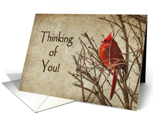 Thinking of You - Red Cardinal - Branch - Textures card (1223242)