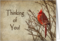 Thinking of You - Red Cardinal - Branch - Textures card