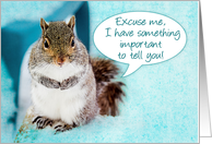 Announcement,Close-up of Cute Squirrel Eager to tell Important News card