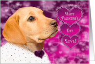 Happy Valentine’s Day - Love - Labarador -Purple/Pink Heart card