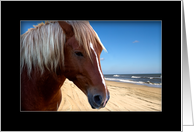 Wild Horse closeup by Ocean - Blank Card