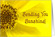 Sending Sunshine - Macro Yellow Flower - Bright card