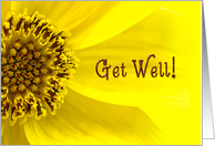 Get Well - Macro Yellow Flower - Bright card