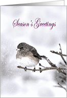 Christmas - Season’s Greetings - Bird Perched on Branch/Snow card
