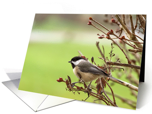 Chicakdee Bird on Branches -Blank card (1415984)