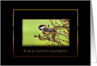Black-capped Chickadee - Blank Card - Black/Gold card