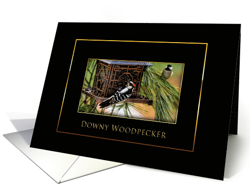Downy Woodpecker - Blank Card - Black/Gold card (1474002)