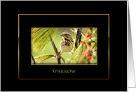 Sparrow - Blank Card - Black/Gold card