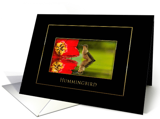 Hummingbird, Red Flower - Blank Card - Black/Gold card (1474016)