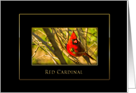 Red Male Cardinal - Blank Card - Black/Gold card