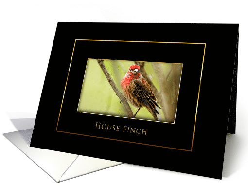 House Finch - Blank Card - Black/Gold card (1474020)