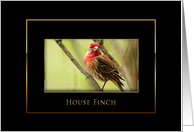 House Finch - Blank Card - Black/Gold card
