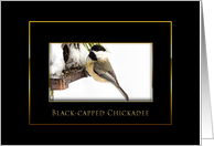 Black-capped Chickadee, Winter, Blank Card - Black/Gold card