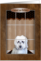 Belated birthday, Golden Doodle looking out Window card