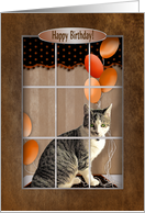 Birthday, Sweet cat...