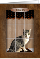 Sorry, Sweet cat with green eyes looking out Window card