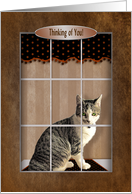 Thinking of you, Sweet cat with green eyes looking out Window card