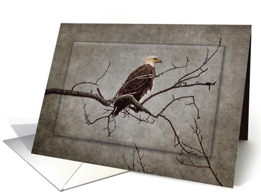 Father's Day, Dad, Bald Eagle Perched on Branch card (1523498)