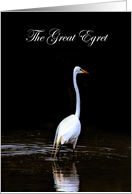 Great Egret in Wetlands, Blank, Nature Collection card