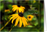 Birthday,Secret Pal, Bright Vivid Yellow Black-eyed Susan Daisy card