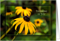 Thinking of You, Bright Vivid Yellow Black-eyed Susan Daisy, Blank card