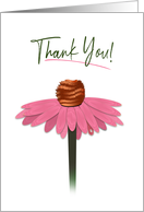 Thank You, Dainty Pink Cone Flower Isolated on White Background card