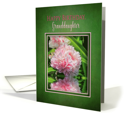 Birthday Granddaughter, Large Garden Pink Peony Flower card (1571552)