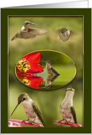 Thank You Hummingbird Collage with 5 Birds in Nature card