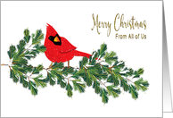 Christmas From All of Us Red Northern Cardinal on Pine Branches card