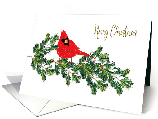 Christmas Red Northern Cardinal on Pine Branches card (1749336)