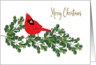 Christmas Red Northern Cardinal on Pine Branches card
