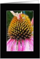 Large Pink Daisy, Blank Inside card