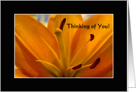 Thinking of You (Golden Lilly Center) card