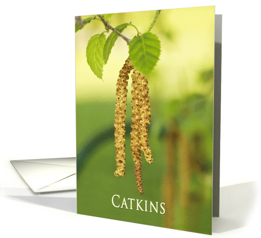 Catkins Haning off a White Birch Tree, Blank Note card (418434)