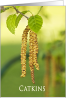Catkins Haning off a White Birch Tree, Blank Note Card