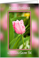 Birthday, Secret Pal, Pink Tulip in Garden with Waterdrops card