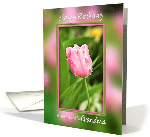 Birthday, Grandma, Pink Tulip in Garden with Waterdrops... (422573)