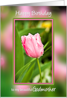 Birthday, Godmother, Pink Tulip in Garden with Waterdrops after Rain card