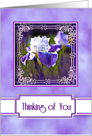 Thinking of You, Elegant Purple and White Iris in Fancy Frame card