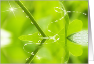 Raindrops clinging to leaf stem. Magical star gaze. Blank inside card