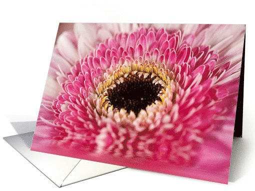 Strawberry Daisy Flower, Blank, Close Up, card (436030)
