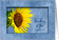 Thinking of You, Secret Pal, Bright Yellow Sunflower on Blue card